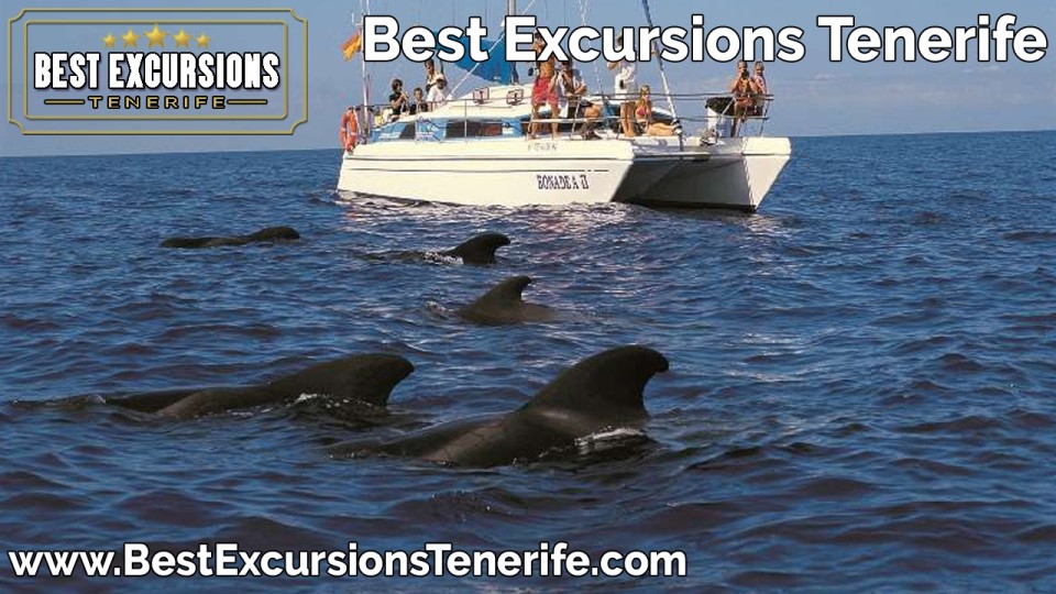 Catamaran Bonadea II (3 Hours) - Best Excursions Tenerife